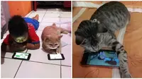 Potret Kucing Ikut Main HP Bikin Gemas. (Sumber: Twitter/@kochengfs dan Twitter/@iwwiiiwwww)