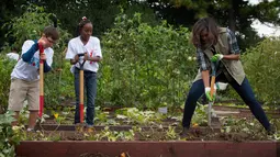 Ibu negara AS Michelle Obama bersama anak sekolah menancapkan skop saat memanen ubi jalar di kebun Gedung Putih, Washington, (6/10). (AFP Photo/Jim Watson)