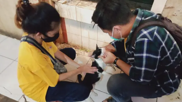 Let’s Adopt Indonesia Steril 100 Kucing Liar di Pasar Bekasi