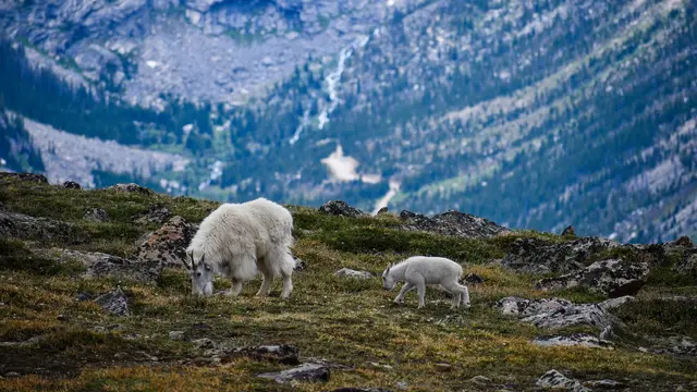 Kambing gunung bersama anaknya
