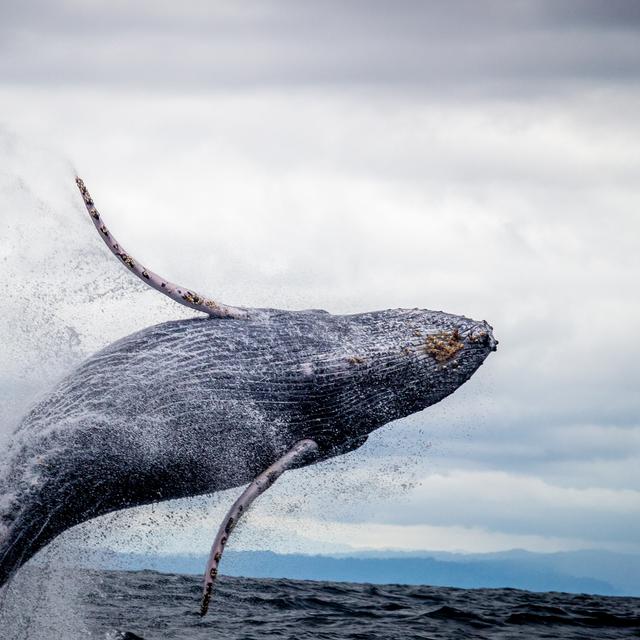 Mengungkap Arti Mimpi Dimakan Ikan Dan Dikejar Kejar Lifestyle Fimela Com