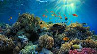 Ilustrasi terumbu karang (iStock)