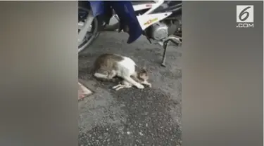 Seekor anak kucing mati setelah disiram air panas karena dianggap mengambil ikan di restoran.