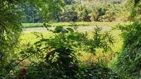 Danau Koliheret di Desa Watudiran, Kecamatan Waigete, Kabupaten Sikka, Nusa Tenggara Timur (NTT). (Liputan6.com/ Jhon Gomes)