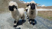 Valais Blacknose Sheep/Shutterstock.