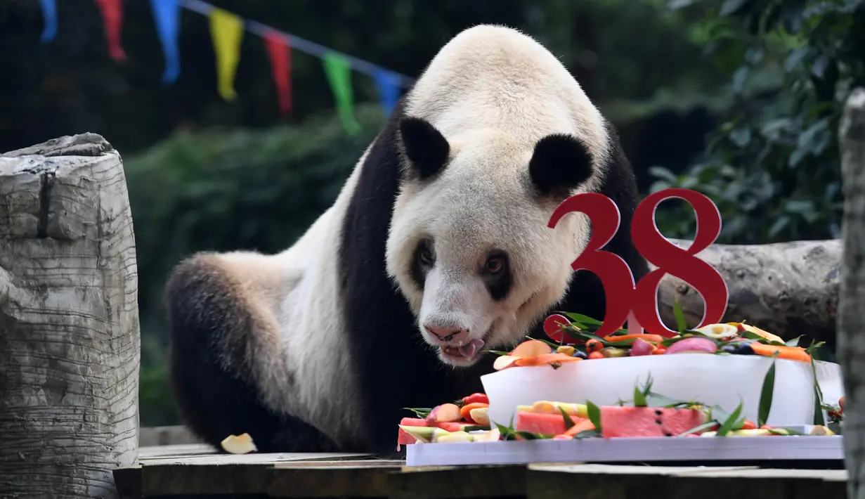 Panda raksasa Xinxing menikmati kue ulang tahun spesialnya di Kebun Binatang Chongqing di Kota Chongqing, China pada 16 Agustus 2020. "Nenek panda" yang menjadi bintang di kebun binatang itu pada Minggu (16/8) berulang tahun ke-38, setara usia 110-150 tahun pada manusia. (Xinhua/Tang Yi)