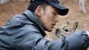 Seorang staf merawat seekor bayi antelop Tibet di stasiun perlindungan Danau Zonag di Hoh Xil, Provinsi Qinghai, China barat laut (16/7/2020). Danau Zonag di Hoh Xil dikenal sebagai "ruang melahirkan" bagi spesies tersebut. (Xinhua/Xue Yubin)