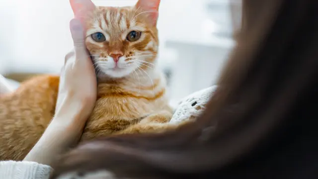 Bisa Hitungan Bulan, Pahami Berapa Lama Kucingmu Beradaptasi pada Rumah Barunya