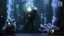 Sejumlah barongsai beratraksi dalam air di Aquarium Utama Seaworld Ancol, Jakarta, Senin (12/2). Pertunjukan ini menceritakan tentang kisah pertarungan antara dua perguruan kungfu yaitu Yin dan Yang. (Liputan6.com/Arya Manggala)