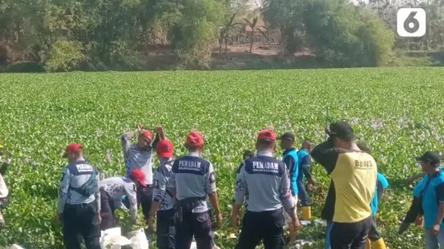 Sungai Bengawan Solo Dipenuhi Hamparan Hijau Eceng Gondok