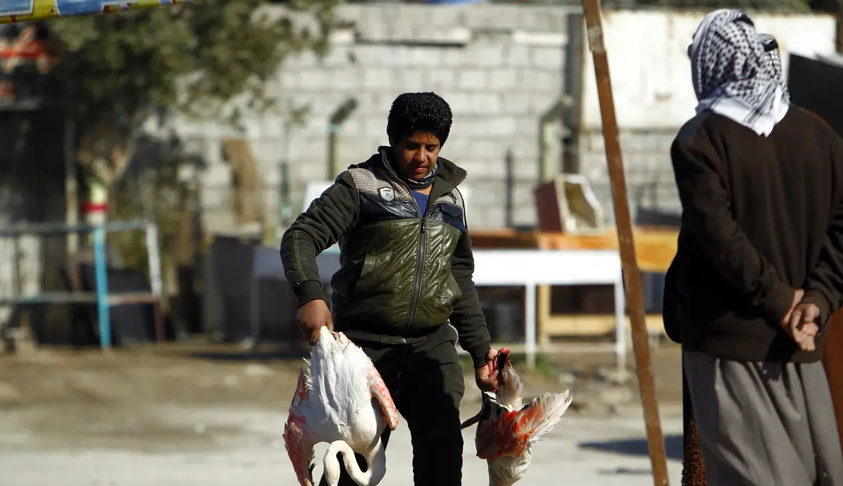 Seorang pria membawa Burung Flamingo, Irak, Selasa (24/1). Rencananya Burung Flamingo tersebut akan dijual di pasar gelap di Irak. (AFP Photo/ Haidar HAMDANI) 