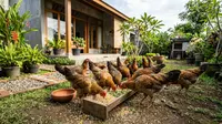 Pakan Ayam Kampung Umur 2 Bulan, Ketahui Jenis, Takaran dan Cara Pemberian
