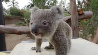 Seekor bayi koala di kebun binatang San Diego ditemani oleh boneka koala untuk menenangkannya selagi ditimbang berat badannya.