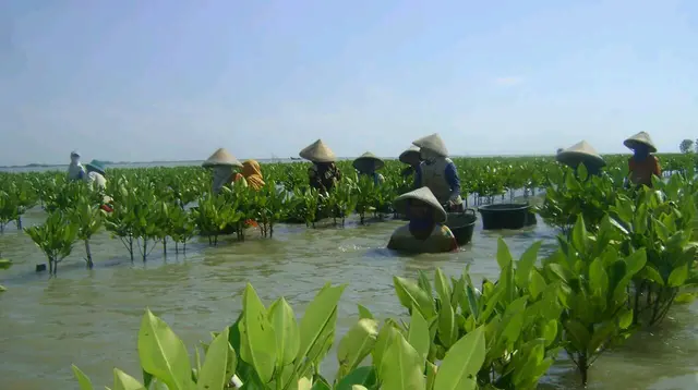 Mangrove Berperan Jaga Pesisir dan Pengembangan Ekonomi Masyarakat