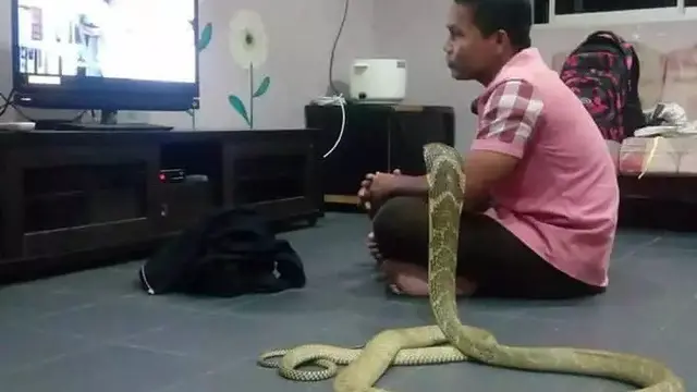 6 Potret Ular Bertingkah Bak Manusia Ini Nyeleneh, Ada yang Nonton TV