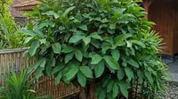 10 Cara Menanam Daun Salam dari Batang agar Cepat Tumbuh, Cocok untuk Kebun Rumah