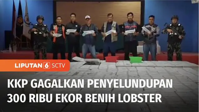 Kementerian Kelautan dan Perikanan menggagalkan upaya penyelundupan 300 ribu ekor benih bening lobster, di Perairan Pulau Sambu, Batam, Kepulauan Riau. Sebanyak 288 ribu lobster jenis pasir dan 12 ribu lobster mutiara itu dikemas dalam 65 kotak, untu...