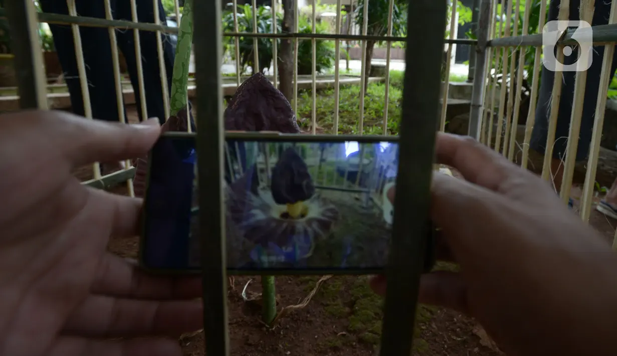 Wartawan mengambil gambar Bunga Bangkai (Amorphophallus Titanium) di Taman Perumahan Pondok Kopi RW 09, Jakarta Timur, Rabu (17/11/2021). Bunga bangkai yang sudah ditanam selama 4 tahun dengan tinggi 50 cm baru tumbuh bunga 3 hari dan mengeluarkan bau tidak sedap. (merdeka.com/Imam Buhori)
