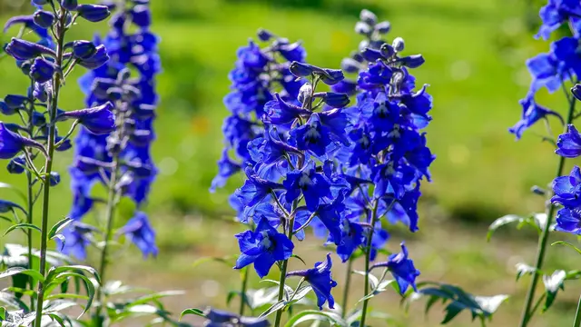 bunga delphinium biru