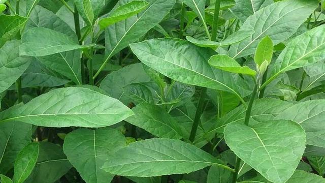 5 Manfaat Daun Afrika Obat Tradisional Atasi Malaria Ragam Bola Com
