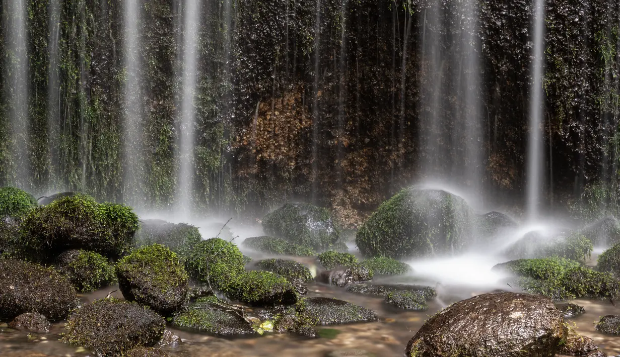 Tanah yang mengeluarkan air dari tanah membentuk air terjun bagai ratusan benang putih, inilah alasan dinamakan shiraito (benang putih). Air terjun yang indah ini sangatlah sejuk dan sangat digemari khususnya pada musim panas.  (AFP/Richard A. Brooks)