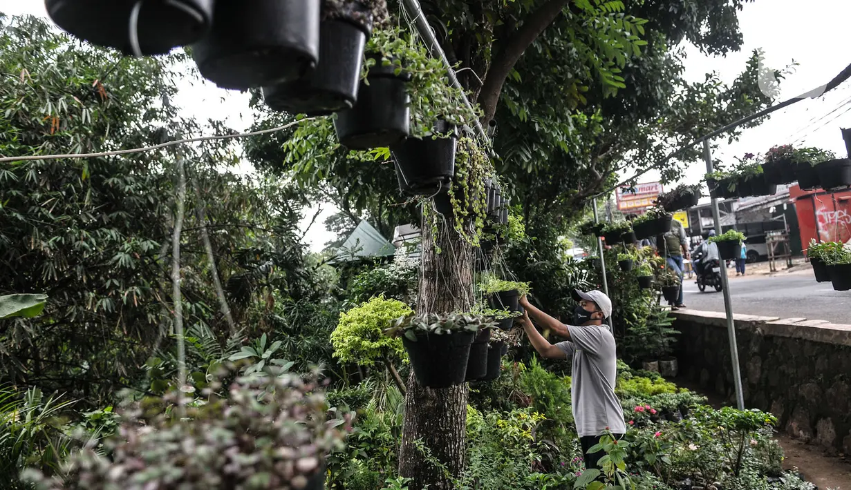 Pedagang merawat tanaman hias yang dijualnya di kawasan Cipayung, Depok, Jawa Barat, Minggu (27/9/2020). Pedagang mengaku tanaman hias mengalami kenaikan harga yang tajam setelah pandemi, dari sebelumnya dijual puluhan ribu rupiah kini melonjak hingga jutaan per buah. (merdeka.com/Iqbal S. Nugroho)