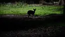 Rusa sumbu koleksi Taman Safari Gurun Putih Lestari di Jantho, Aceh Besar, Aceh, pada 27 Oktober 2019. Di taman safari pertama yang ada di Aceh ini terdapat ratusan spesies burung dan mamalia dari berbagai daerah di Indonesia maupun mancanegara. (CHAIDEER MAHYUDDIN / AFP)