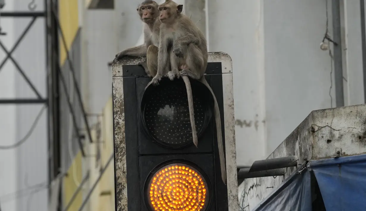 Beberapa monyet akan dibiarkan bebas untuk menjaga citra Lopburi sebagai kota monyet Thailand. (AP Photo/Sakchai Lalit)