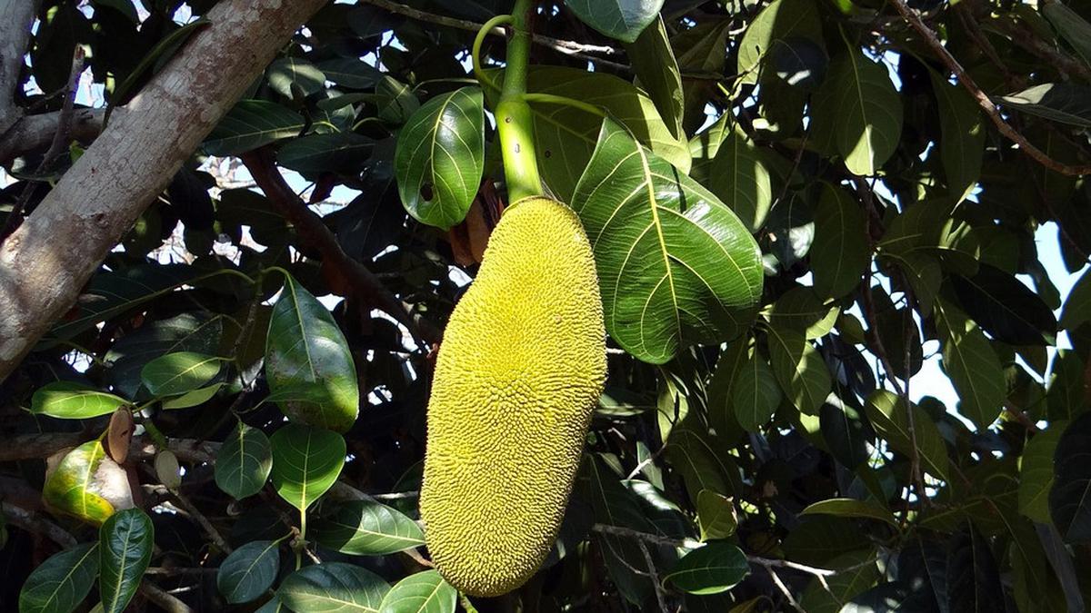 Cara Merebus Daun Nangka, Punya Manfaat untuk Atasi Bekas Jerawat hingga Turunkan Risiko Diabetes