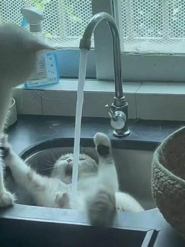 6 Potret Kejadian Apes Menimpa Hewan Ini Lucu tapi Bikin Kasihan