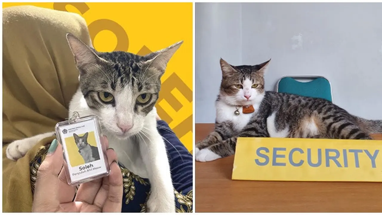 6 Potret Kucing Jadi 'Karyawan' Ini Menggemaskan, Ekspresinya Lucu Banget