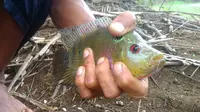 Ikan Louhan jenis baru yang diduga kawin silang dengan Nila dan menjadi ikan predator di kolam petambak ikan Wanareja, Cilacap, Jawa Tengah. (Foto: Liputan6.com/Muhamad Ridlo)