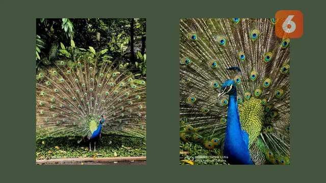 Foto Burung Merak Dengan Kamera Huawei Nova 13 Pro. Liputan6.com/Reanthonio Oktovier Sinanu