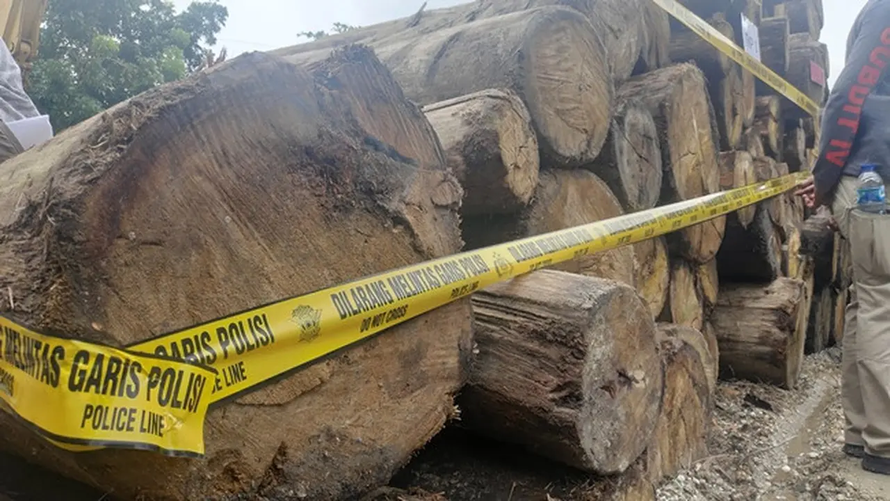 Batang pohon hasil ilegal logging di Suaka Margasatwa Rimbang Baling sitaan Polda Riau dan Gakkum KLHK.