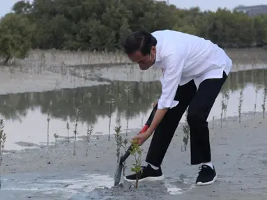 Presiden Joko Widodo atau Jokowi menanam mangrove di Jubail Mangrove Park, Pulau Al Jubail, Abu Dhabi, Persatuan Emirat Arab (PEA), Rabu (3/11/2021). Indonesia dan PEA sepakat untuk memperkuat kerja sama di bidang mangrove, termasuk di bidang riset. (Foto: Biro Pers Sekretariat Presiden)