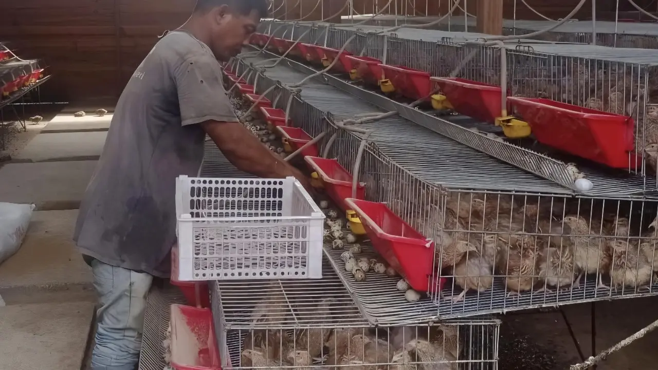 Peternakan burung Puyuh