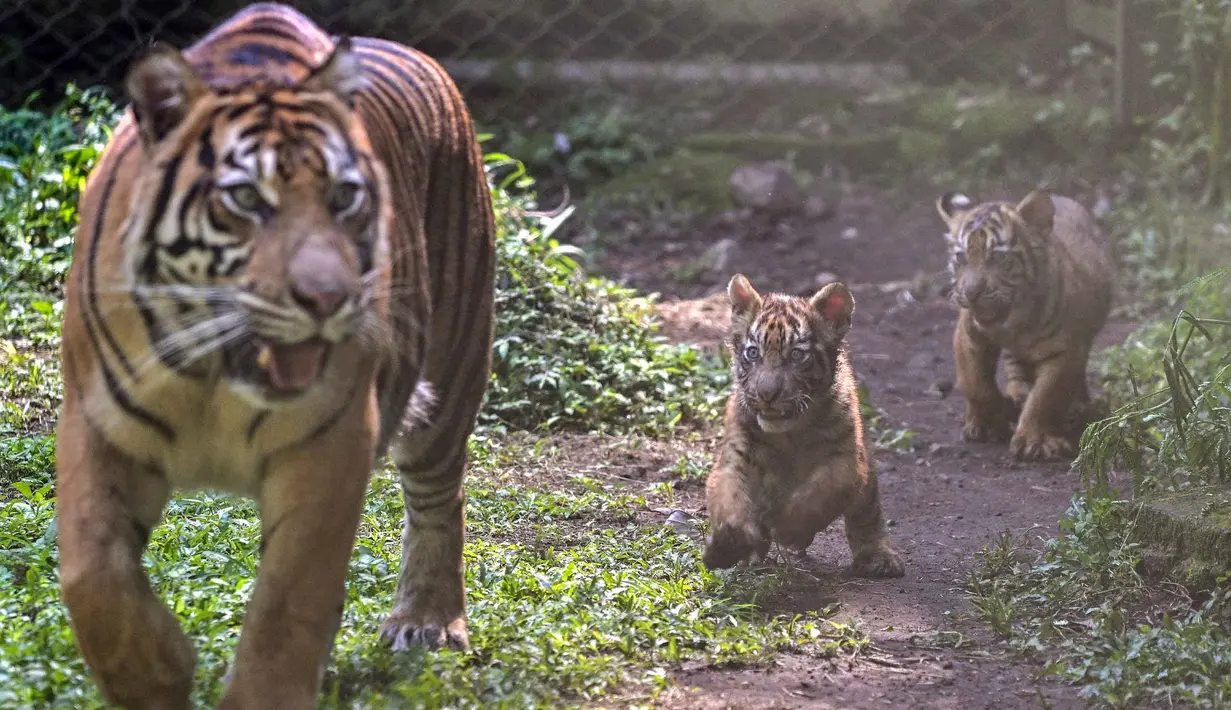 Anak-anak harimau Sumatera (Panthera tigris sumatrae) yang masih berusia sepuluh minggu saat debut mereka di Taman Safari Indonesia II Prigen, Pasuruan, Jawa Timur, Kamis (4/6/2026). (Juni KRISWANTO/AFP)
