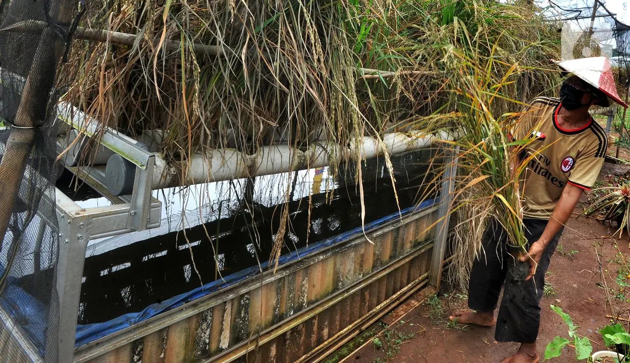 Warga memanen padi hitam yang dihasilkan dari terapan teknologi hidroganik di RW 012, Pengasinan, Depok, Jawa Barat, Senin (15/2/2021). Warga Kompleks Perumahan Bumi Sawangan Indah secara swadaya mengembangkan tanaman padi dengan teknologi hidroganik sejak bulan Oktober. (merdeka.com/Arie Basuki)