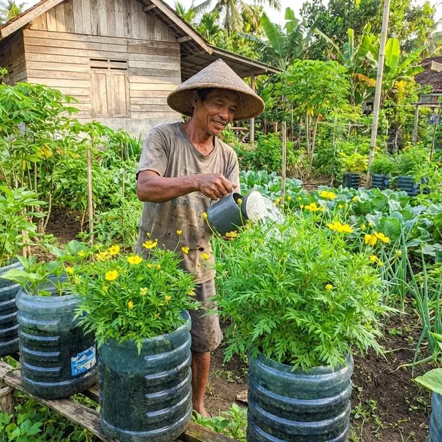 Cara Menanam Kenikir di Galon Bekas