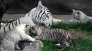 Induk harimau bengal, Clarita bermain dengan tiga anaknya di Kebun Binatang Huachipa, Lima, Peru, Selasa (30/10). Tiga bayi harimau bengal itu merupakan anak Clarita dan pasangannya asal Argentina, Yunga yang juga penghuni bonbin. (Cris BOURONCLE/AFP)
