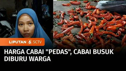VIDEO: Mahal! Harga Cabai Rawit Merah Rp120 Ribu per Kg, Warga Pilih Beli Cabai Busuk