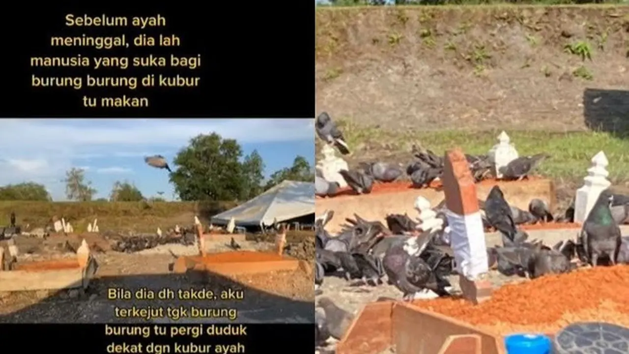 Semasa Hidup Sering Memberi Makan, Makam Pria Ini Dikunjungi Ribuan Burung