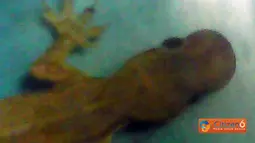 Citizen6, Surabaya: Seorang warga Surabaya, Sidharta, menemukan seekor cecak yang memiliki kepala seperti ikan Louhan. (Pengirim: Sidharta)