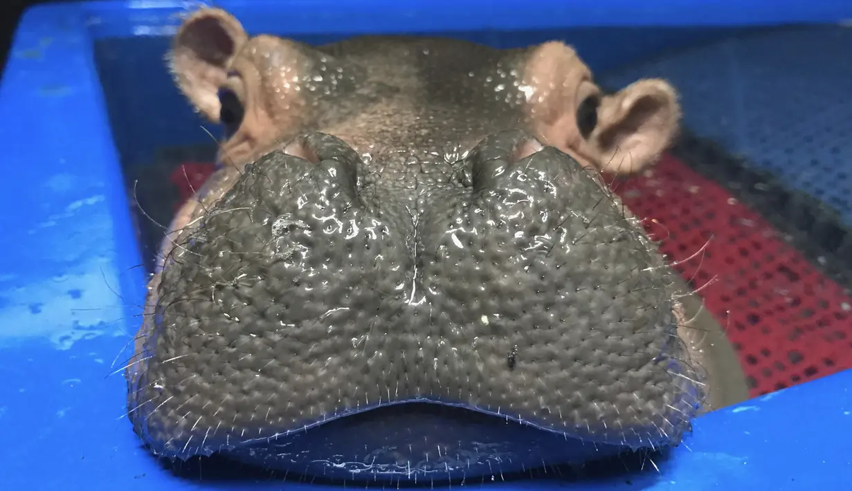 Ekspresi bayi kuda nil saat berendam dikolam di kebun binatang  Cincinnati, Ohio, AS (23/3). Fiona lahir enam minggu lebih awal dari waktunya, awal kelahirannya ia tidak berani berendam di air. (Angela Hatke / Cincinnati Zoo & Botanical Garden via AP)