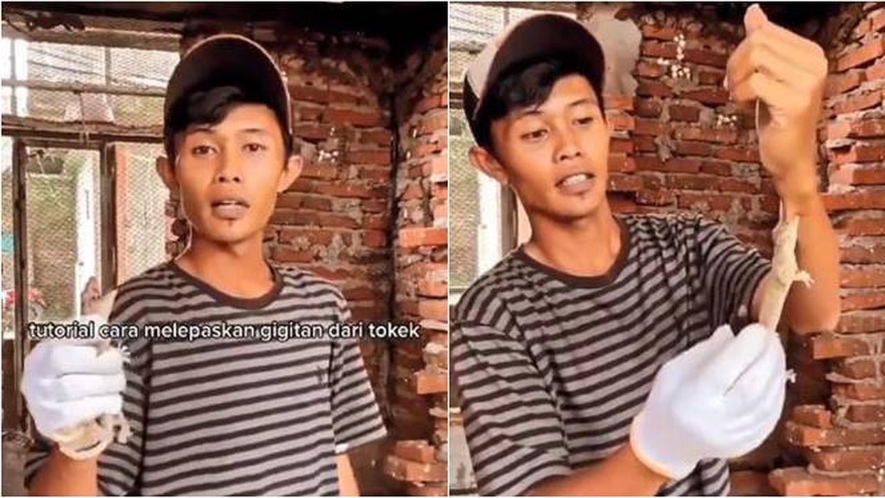 Viral Video Cara Melepas Gigitan Tokek, Meski Terasa Ngilu Begini Cara yang Benar