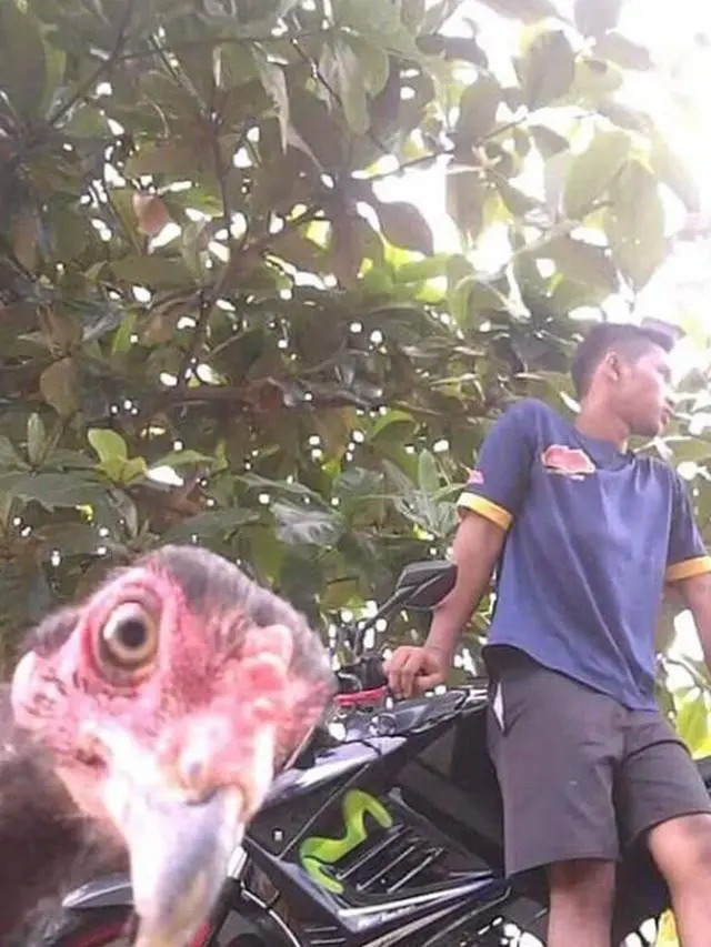 9 Tingkah Ayam Ganggu Manusia Ini Bikin Geregetan, Kocak