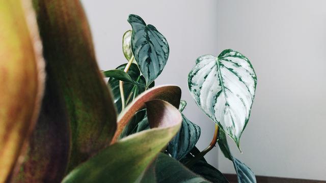 Ilustrasi Philodendron