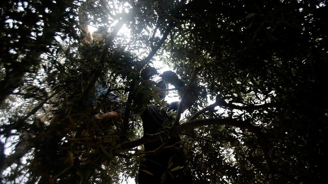 Seorang petani Palestina memanjat pohon untuk memetik zaitun selama musim panen di kota Gaza pada 5 Oktober 2019. Memanen zaitun dianggap sebagai perayaan bagi warga Palestina dan hari yang menggembirakan bagi para petani di Gaza, serta Palestina pada umumnya. (AP/Hatem Moussa)