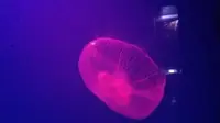 Ubur-Ubur Moon Jellyfish