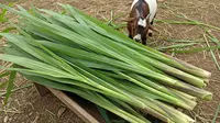 10 Cara Menanam Rumput Gajah untuk Pakan Kambing agar Cepat Tumbuh dan Hemat Biaya